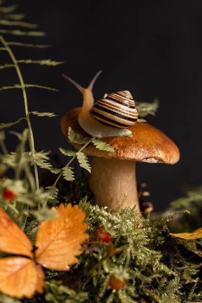 Cute snail with striped shell crawls around big boletus mushroom growing through moss and fallen leaves in the forest
