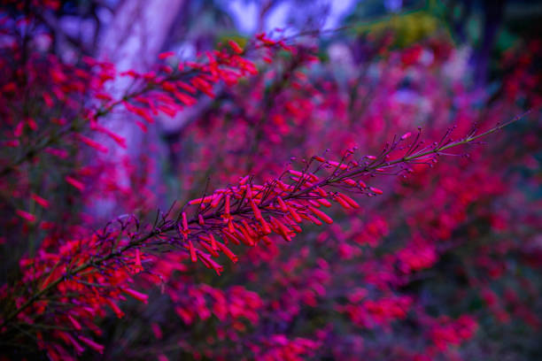 istock Flower red fire spike (Odontonema strictum) on dreamlike soft blurred background. 1321764237