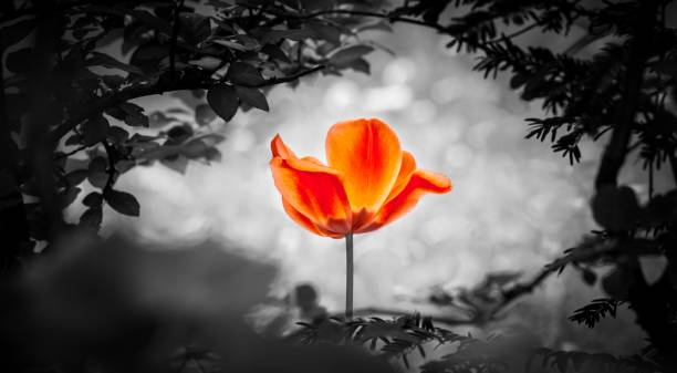 istock Red tulip soul in panorama hole for peace heal hope 1321765328