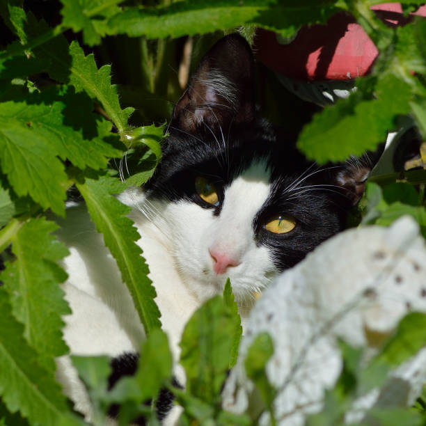 istock Black and White Cat Hiding in Plants 1321768925