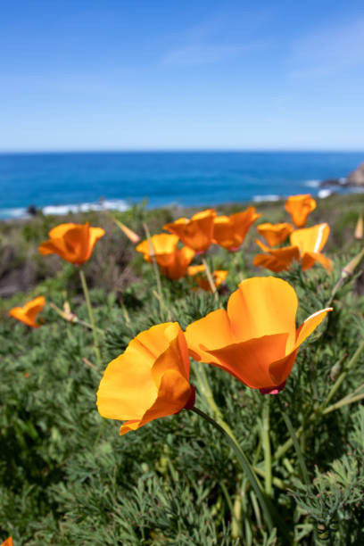 California Poppies Taken along the California Coast in Big Sur. big sur stock pictures, royalty-free photos & images