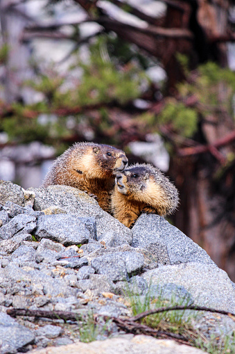 Two mean looking beavers captured in Yosemite, California