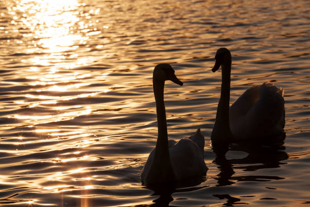 istock a pair of swans swimming at sunset 1321772797