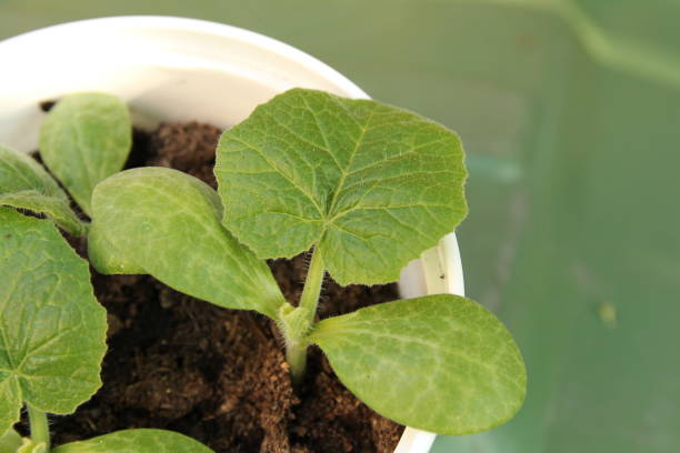 istock a pumpkin seedling in a pot in the vegetable garden 1321773129