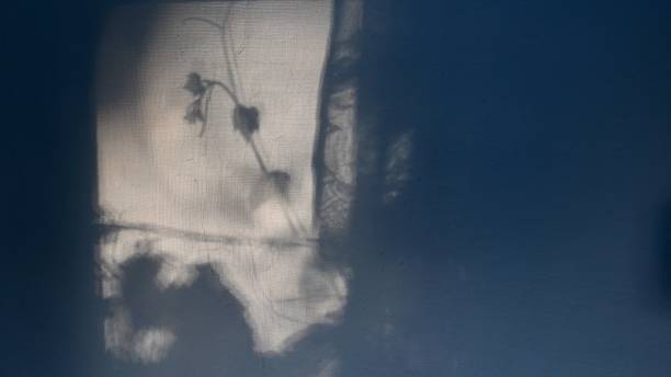 Mystery defocus shadows of grapevine leaves on wall for background with copy space
