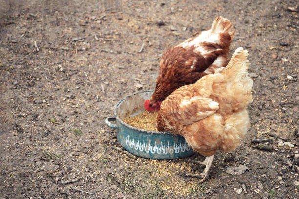 Domestic hens eating food in the muddy surrounding Domestic hens eating food in the muddy surrounding mud hen stock pictures, royalty-free photos & images