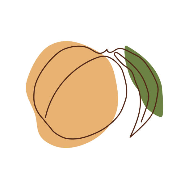 ein pfirsich mit einem blatt in einer soliden linie vor einem hintergrund von hellorange und grünen flecken auf weißem hintergrund gezeichnet - nectarine peaches peach abstract stock-grafiken, -clipart, -cartoons und -symbole