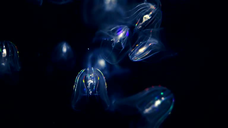 Warty Comb Jellyfish