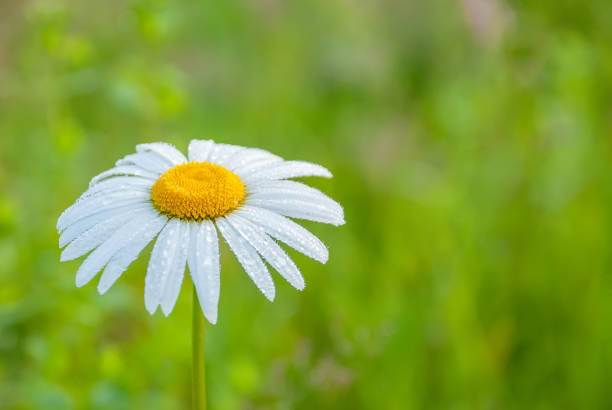 istock Beautiful field chamomile on a blurred green grass background. 1321774689
