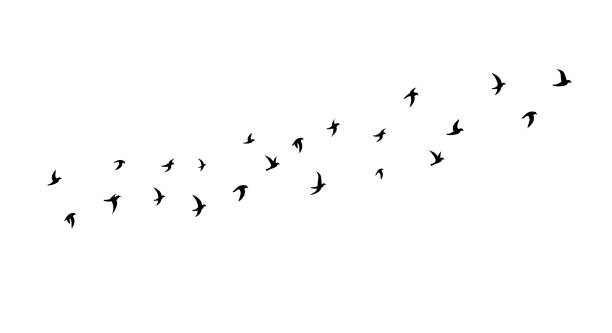 ilustraciones, imágenes clip art, dibujos animados e iconos de stock de una bandada de pájaros voladores. perfil. ilustración vectorial - bandada de pájaros