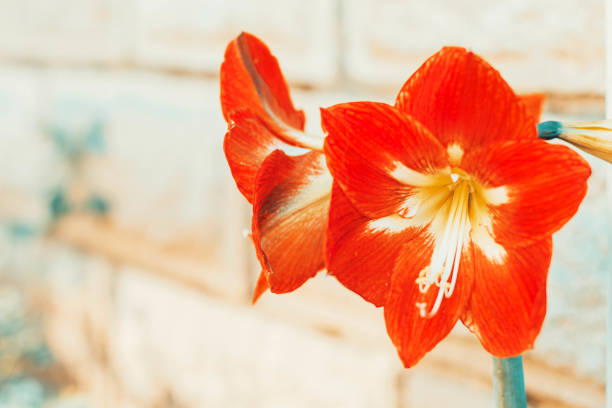 Red Amarillys Fleur de stock photo - Photo