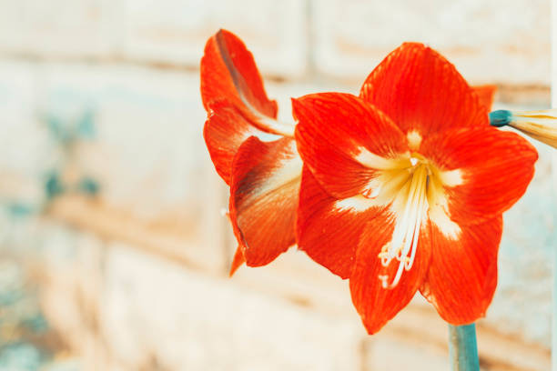 Red Amarillys Flower stock photo stock photo