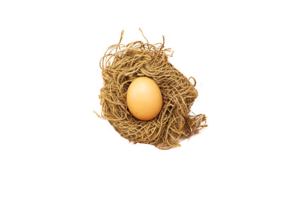 huevo en nido aislado sobre fondo blanco - animal egg golden animal nest nest egg fotografías e imágenes de stock