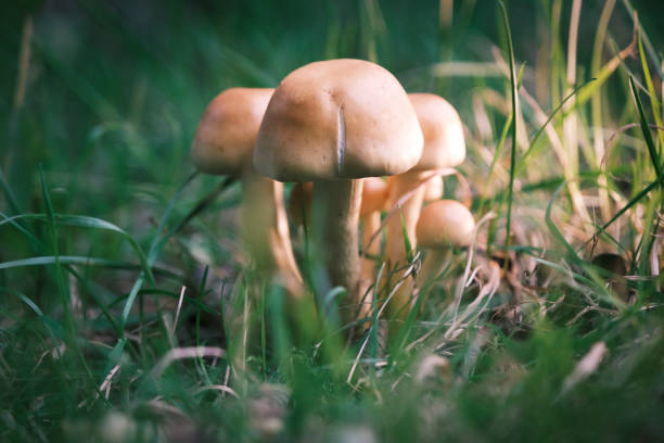 istock in grass there is a small group of small bright mushrooms 1321781175