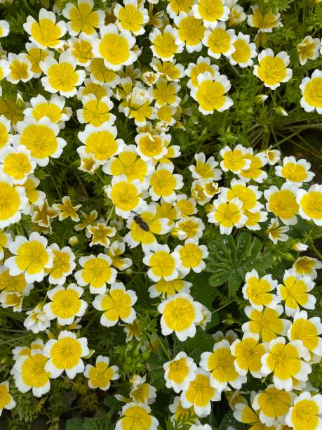 istock Full frame image of bee on white and yellow flowering poached egg flower (Limnanthes douglasii), low-growing, bushy annual in garden border, elevated view 1321782940