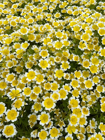 Stock photo showing an elevated view of the bowl-shaped yellow flowers with white-tipped petals of the Limnanthes douglasii also known as poached egg plant or meadow foam.