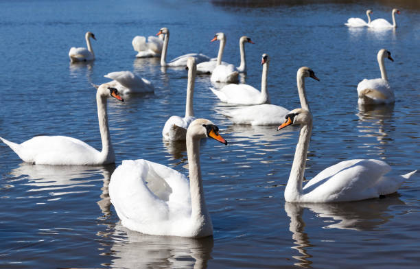 istock floating on the water a group of white Swan 1321783121