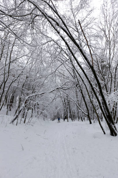istock in the snow, deciduous trees in the winter season 1321783122
