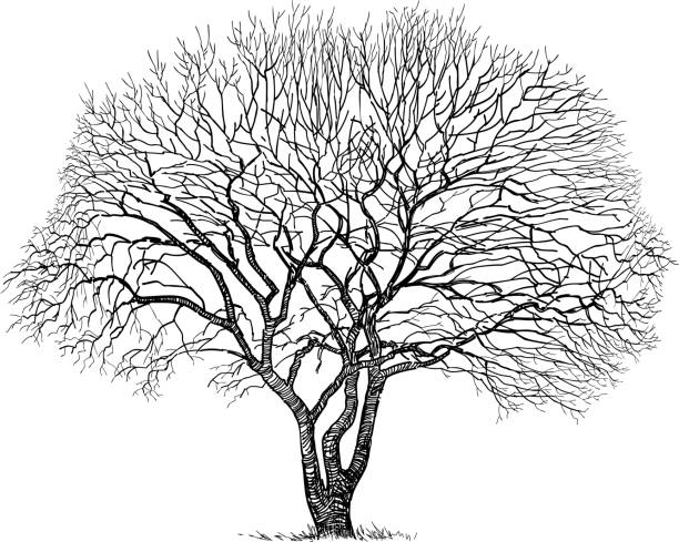 ilustraciones, imágenes clip art, dibujos animados e iconos de stock de dibujo a mano alzada de silueta viejo árbol desnudo caducifolio en temporada de frío - tree bare tree silhouette oak