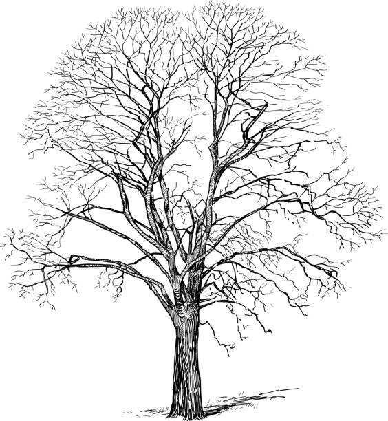 ilustraciones, imágenes clip art, dibujos animados e iconos de stock de boceto de silueta viejo árbol desnudo caducifolio en invierno - tree bare tree silhouette oak