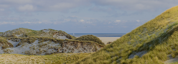 Wide view of overgrown dunes sailboat on the horizon.
