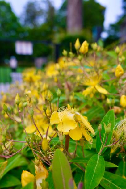 istock Flowers with yellow petals 1321787172