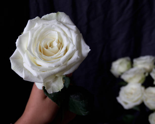 istock A hand holding a white rose on dark black background 1321787749