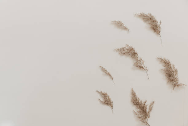 istock Pampas branch flowers on beige background. Beautiful pattern with neutral colors. Minimal, stylish concept. Flat lay, top view, copy space 1321789240