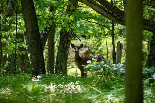 istock The White-tailed deer , hind on the forest 1321790724
