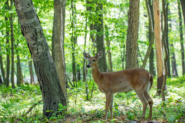 il cervo dalla coda bianca, posteriore sulla foresta - cervo dalla coda bianca foto e immagini stock