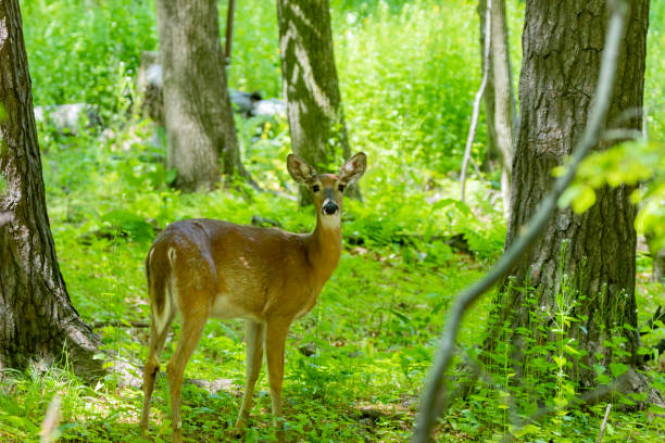 istock The White-tailed deer , hind on the forest 1321791563