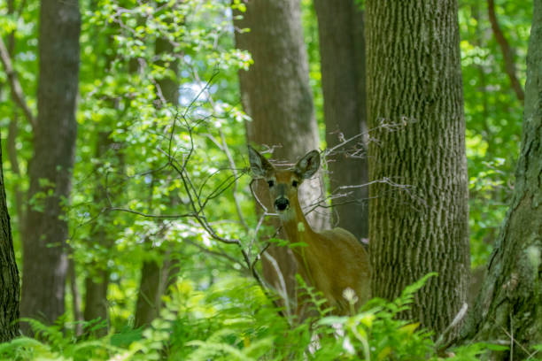 istock The White-tailed deer , hind on the forest 1321791587