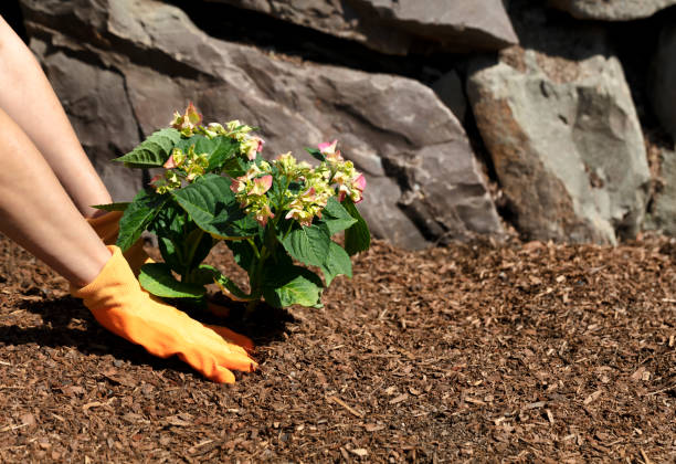 istock Gloved hands planting a new hydrangea shrub in flowerbed with rock retaining wall in background 1321791705