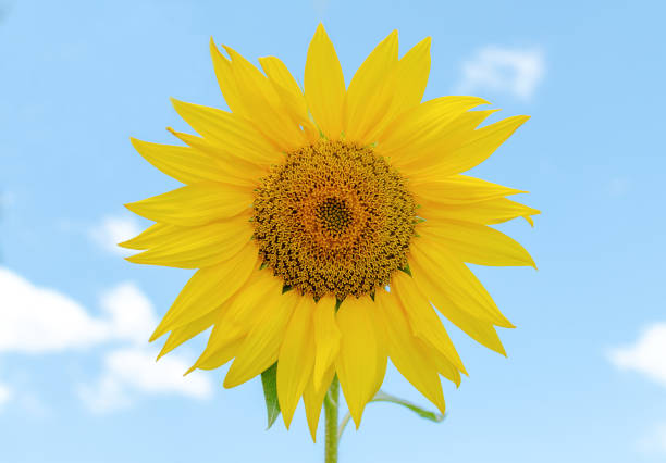 istock sunflower inflorescence against blue sky 1321791933
