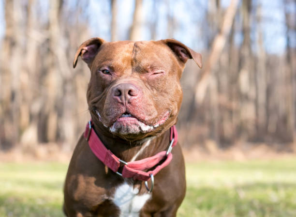 istock A Pit Bull Terrier mixed breed dog winking 1321792893