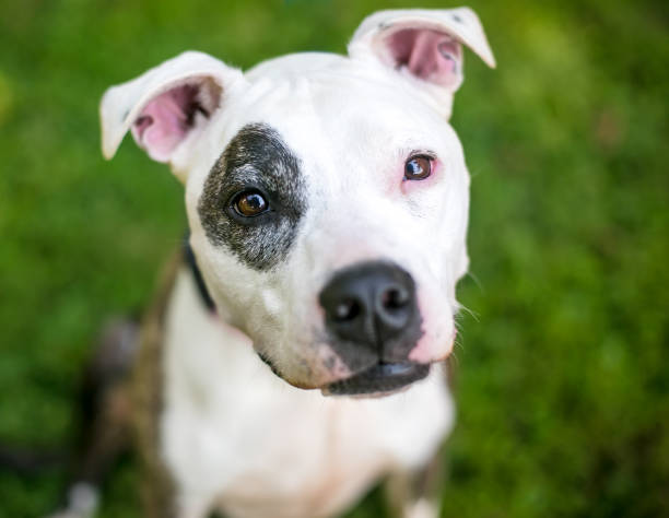 istock A Pit Bull Terrier mixed breed dog looking up 1321792899