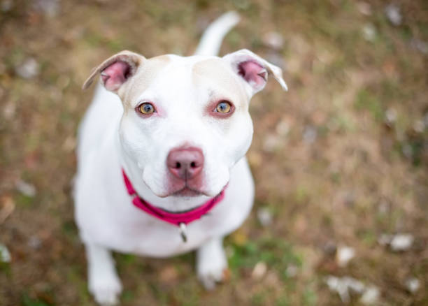 istock A Pit Bull Terrier mixed breed dog looking up at the camera 1321792908