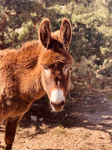 istock A young donkey in Tunisia 1321793407