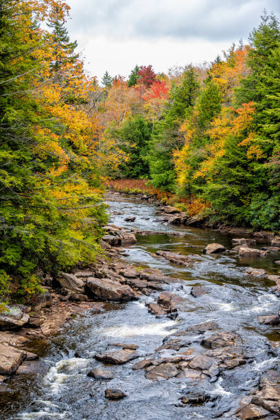 vue verticale de l’eau de la rivière blackwater creek à davis, virginie-occidentale dans un parc d’état avec un fond de feuillage d’érable d’automne coloré - tree stream forest woods photos et images de collection