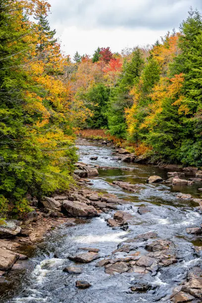 Photo of Vertical view of water at Blackwater creek river in Davis, West Virginia in state park with colorful autumn fall maple tree foliage background