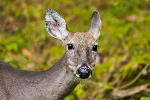 Photo of One white-tailed or sika deer animal mammal wild grazing looking at camera with bokeh background in Blackwater Falls State Park in West Virginia