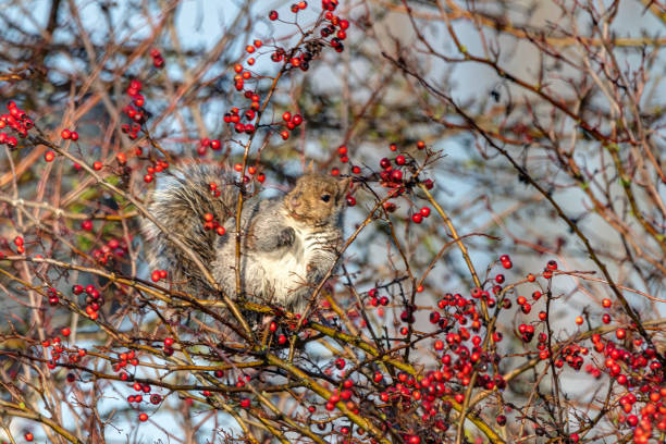 istock squirrel eating wild fruits in bushes 1321799204