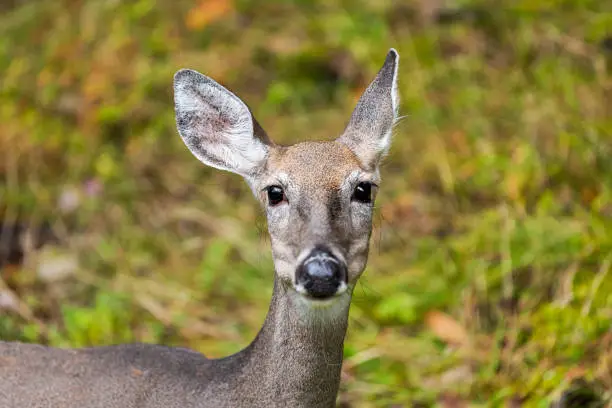 Photo of One white-tailed deer animal mammal wild grazing looking at camera with bokeh background in Blackwater Falls State Park in West Virginia