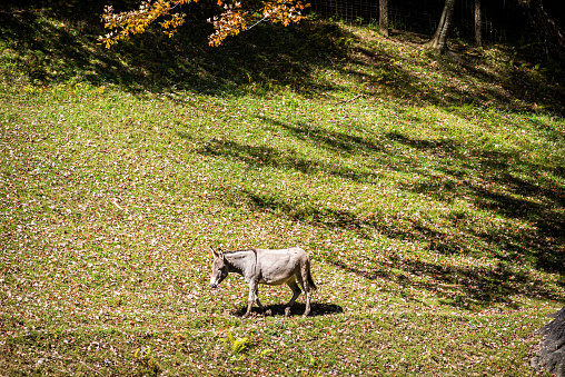 One farm grass-fed donkey grazing on green grass pasture in autumn colorful fall at grassland of West Virginia