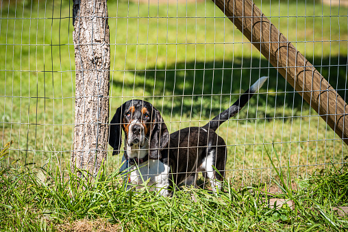 One angry aggressive basset hound dog behind barbed wire fence in rural countryside farm, barking