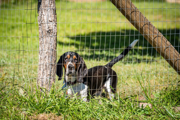 one angry aggressive basset hound dog behind barbed wire fence in rural countryside farm, barking - barbed wire rural scene wooden post fence imagens e fotografias de stock