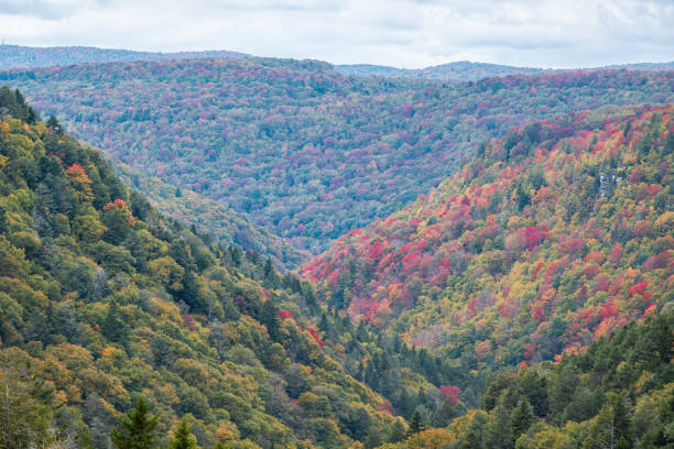미국 웨스트버지니아의 블랙워터 폴스 주립공원의 린디 포인트(lindy point)에서 다양한 색상의 빨간색과 노란색 단풍이 있는 가을 철의 다채로운 알레게니 산맥 - monongahela national forest landscapes nature waterfall 뉴스 사진 이미지