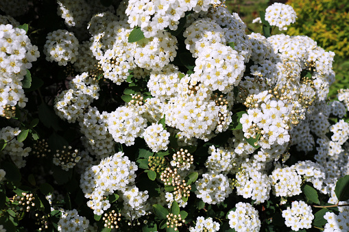 Beautiful photo of pyracantha blossoming flowers