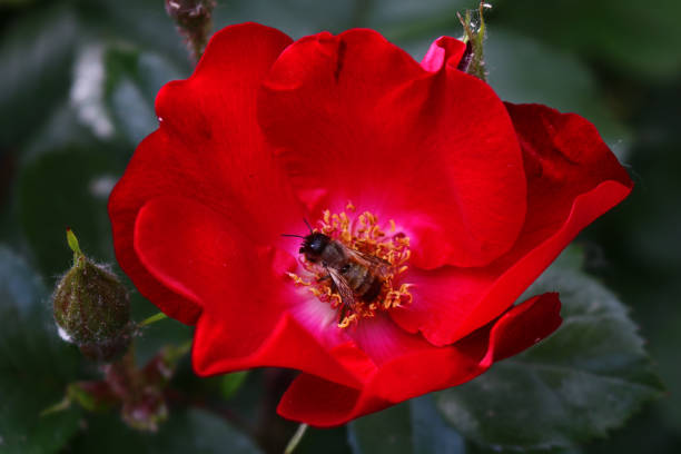 istock Bee on a beautiful red flower 1321801038