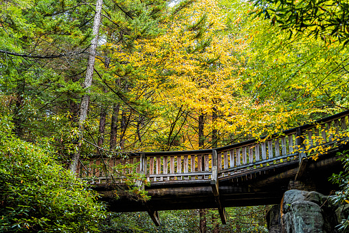 Blackwater Falls park with famous Elakala waterfall below wooden bridge in West Virginia during autumn fall season with yellow foliage on trees